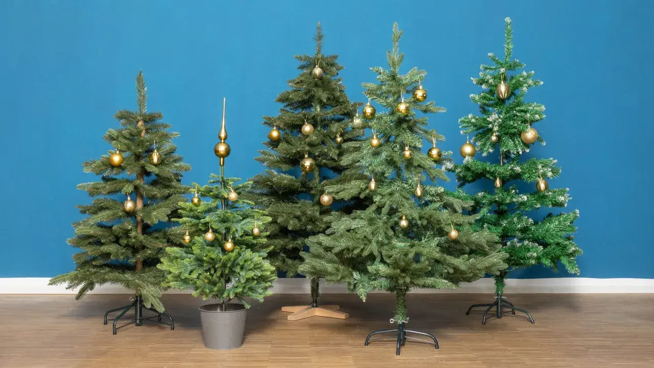 Fünf geschmückte Weihnachtsbäume in verschiedenen weihnachtsbaum arten stehen vor blauem Hintergrund.