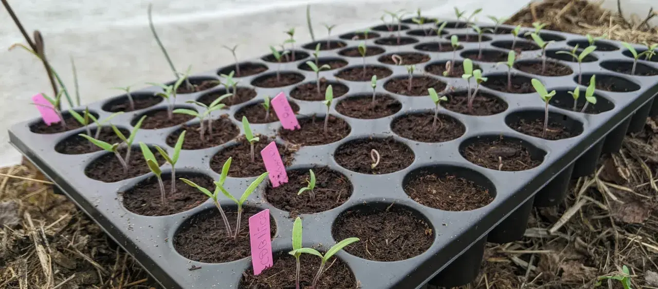 Plateau de semis en godet, jeunes pousses de tomates aux tiges pourpres et feuilles vertes, certaines avec des étiquettes roses.