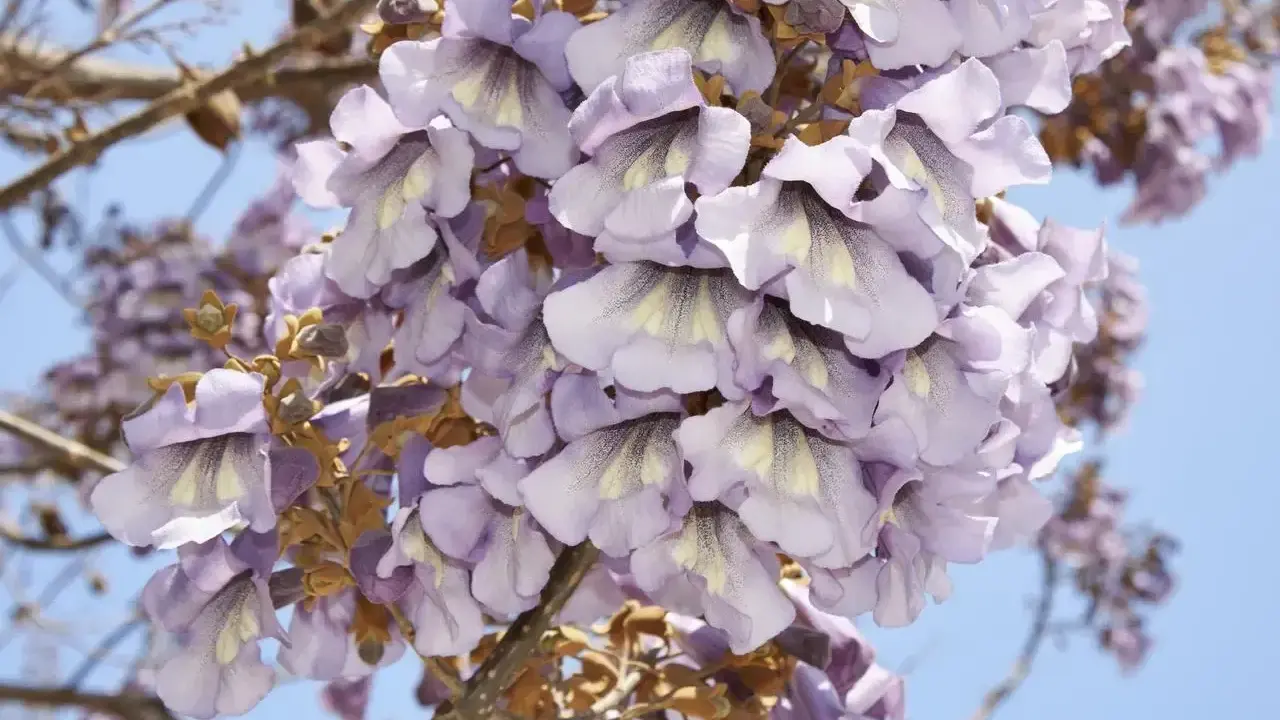 Paulownia: Kiedy kwitnie i jak zapewnić jej kwiaty w ogrodzie?