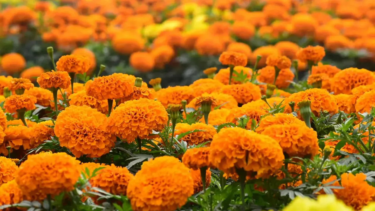 Champ de fleurs d'oeillet d'inde tomate, aux couleurs vives et éclatantes, évoquant la chaleur de l'été.