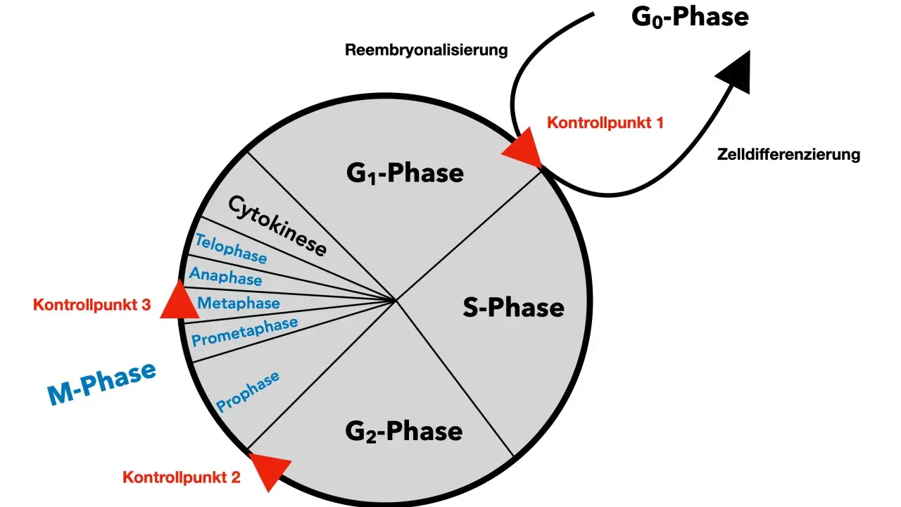 Der zellzyklus ist ein Kreislauf mit Phasen wie G1, S, G2 und M (Mitose), der durch Kontrollpunkte reguliert wird. Zellen können auch in die G0-Phase eintreten.