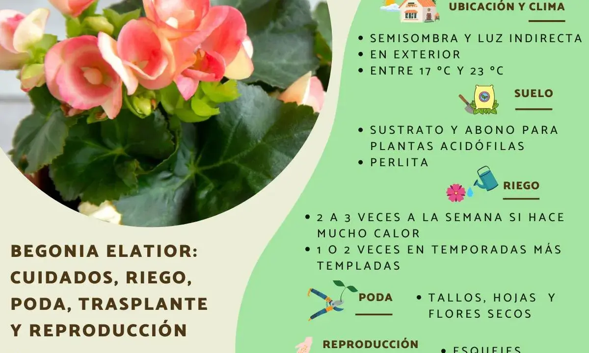 Begonia elatior con flores rosadas. Guía de cuidados: ubicación, riego, suelo, poda y reproducción.