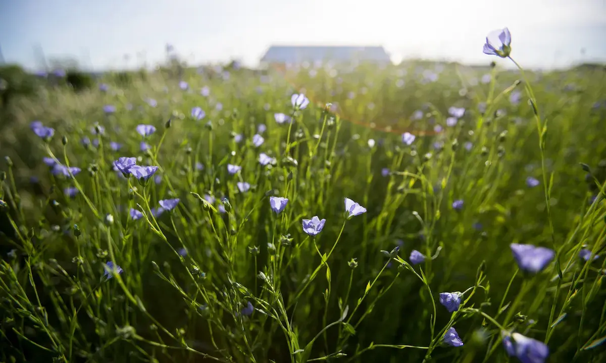 A field of delicate blue flax plant flowers sway gently in the sunlit breeze, with a blurred building in the distance.