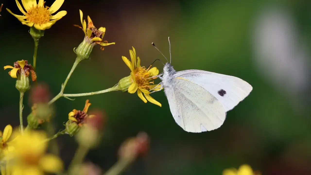 Une pieride du chou, d'un blanc immaculé, butine une fleur jaune.