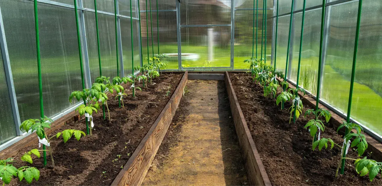 Jeunes plants de tomates dans une serre, prêts à tuteurer. Des tuteurs verts sont déjà en place pour soutenir leur croissance.