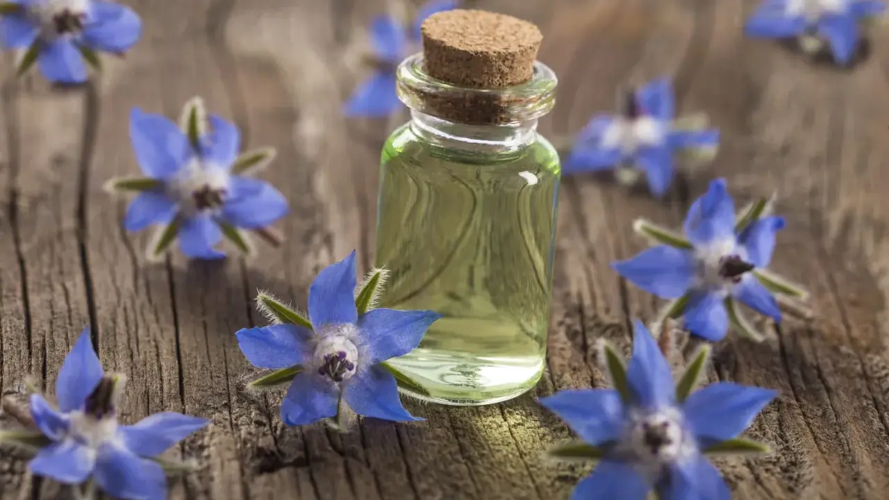 Flacon d'huile de bourrache entouré de fleurs bleues sur fond de bois. Découvrez les bienfaits de cette huile précieuse.