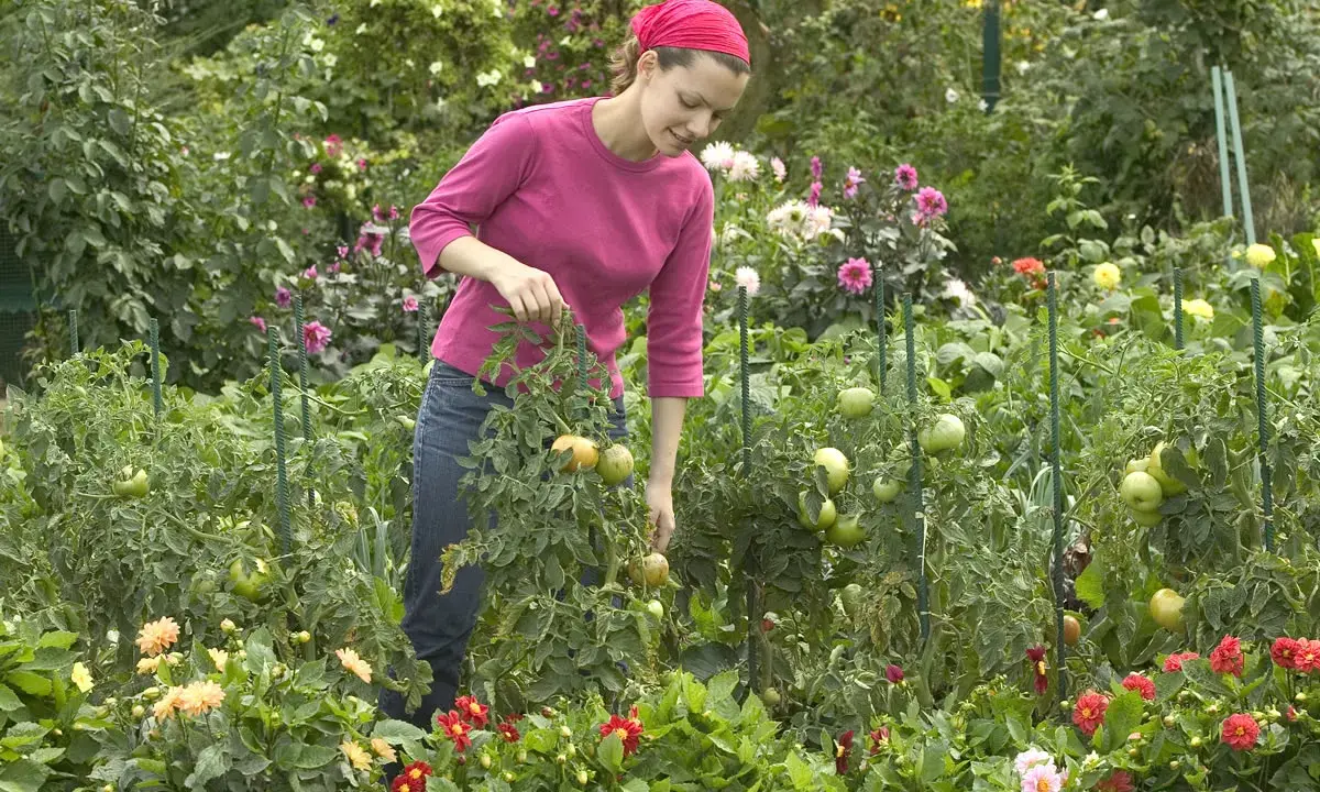 Une femme dans un jardin luxuriant, examinant une plante sauvage de tomates. Des fleurs colorées bordent le chemin.