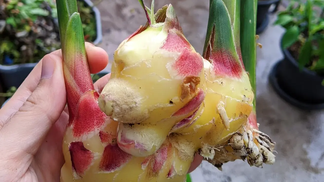 Main d'une personne tenant des rhizomes de gingembre frais, prêts à faire pousser du gingembre.