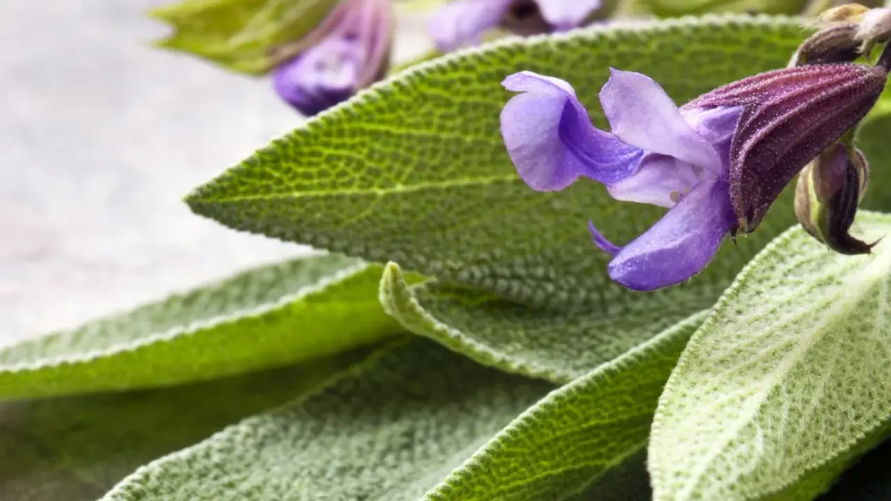 Feuilles et fleurs de sauge sclarée, évoquant ses nombreux bienfaits pour le bien-être.