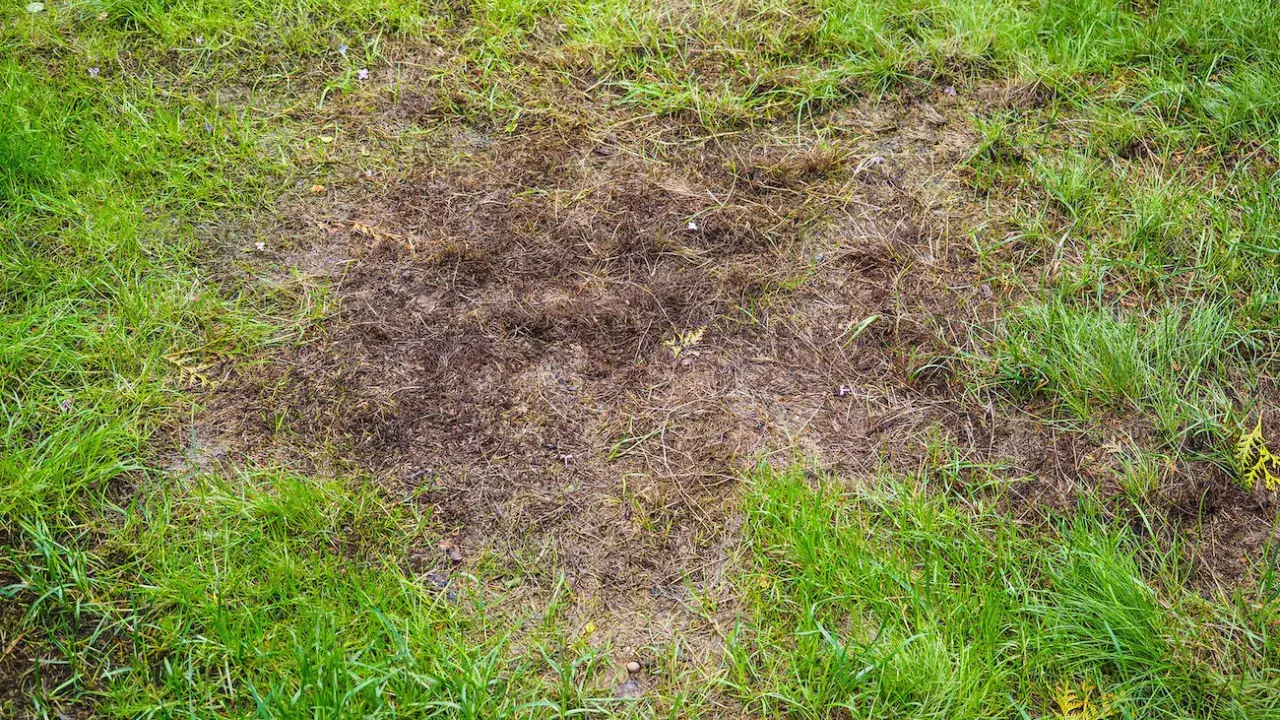 Na trawniku widoczne są brązowe, suche plamy i **dziury w trawniku**, gdzie trawa obumarła, kontrastując z soczystą zielenią wokół.