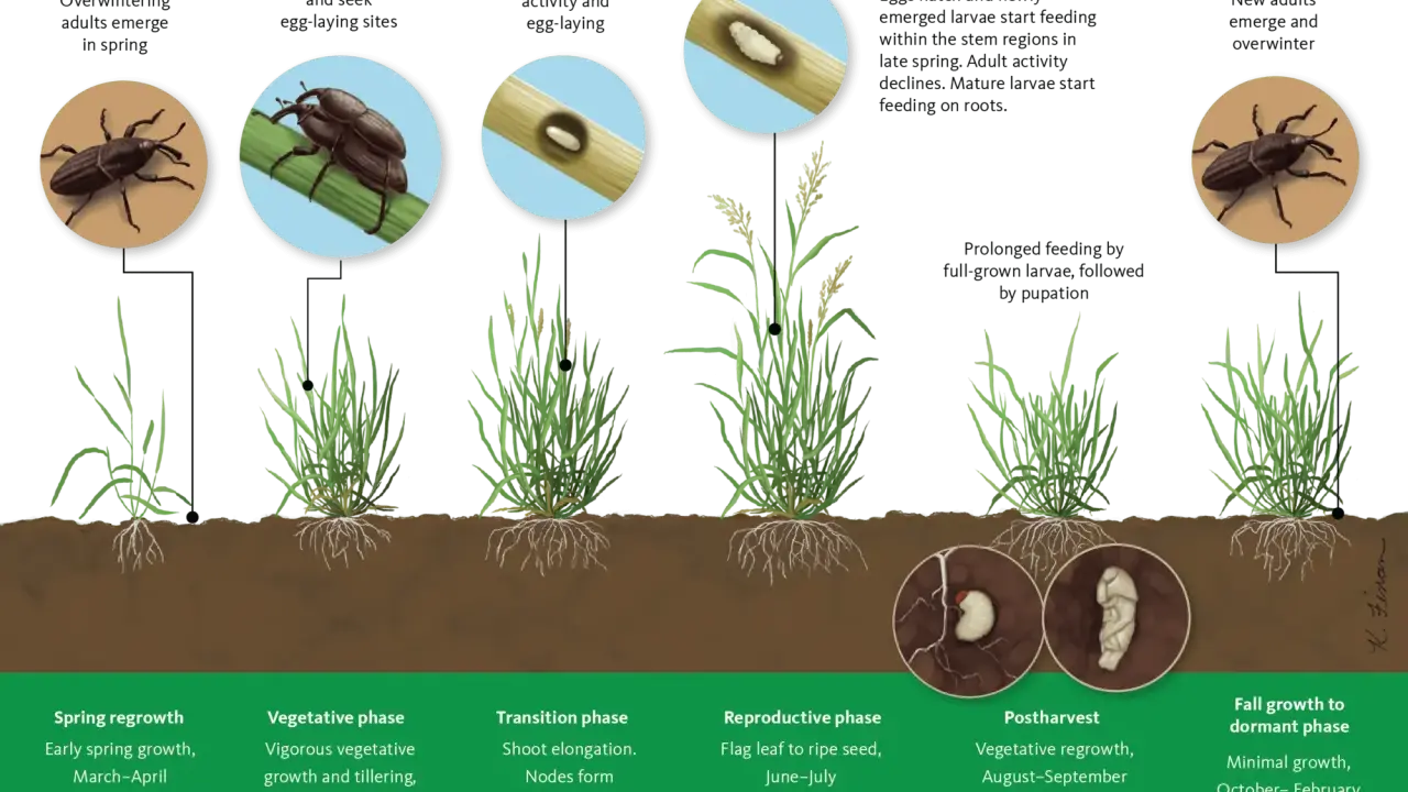 Life cycle of bill bugs, showing overwintering adults, mating, egg-laying, larvae feeding on stems and roots, pupation, and new adults emerging.