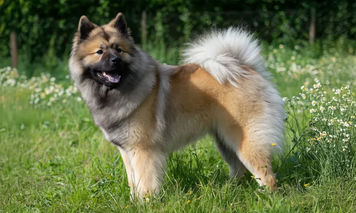 Un magnifique chien eurasier, au pelage épais et roux, se tient fièrement dans un champ verdoyant parsemé de petites fleurs blanches.