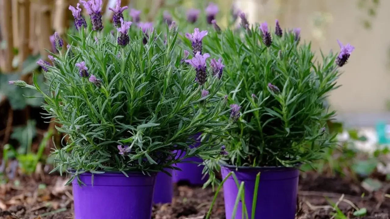 Yes, you can grow lavender in a pot! These vibrant purple pots hold lush lavender plants, showcasing their fragrant purple blooms and green foliage.