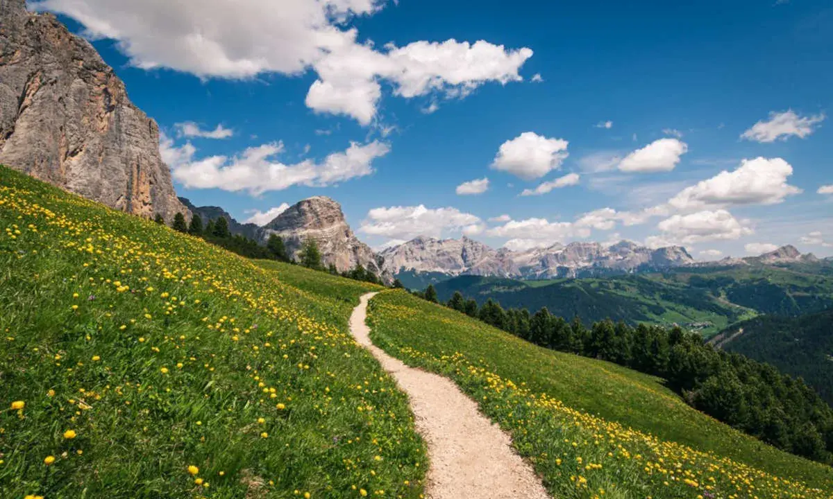 Sentiero sabbioso serpeggia su un prato fiorito di giallo, con imponenti montagne sullo sfondo. Perfetto per esplorare i sentieri escursionistici.