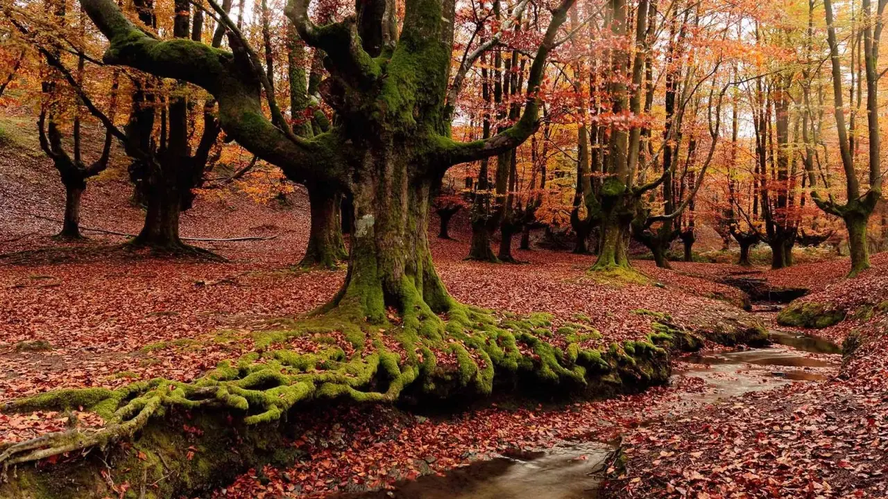Raíces musgosas de árboles centenarios en bosques de España, cubiertos de hojas otoñales. Un arroyo serpentea entre la hojarasca.