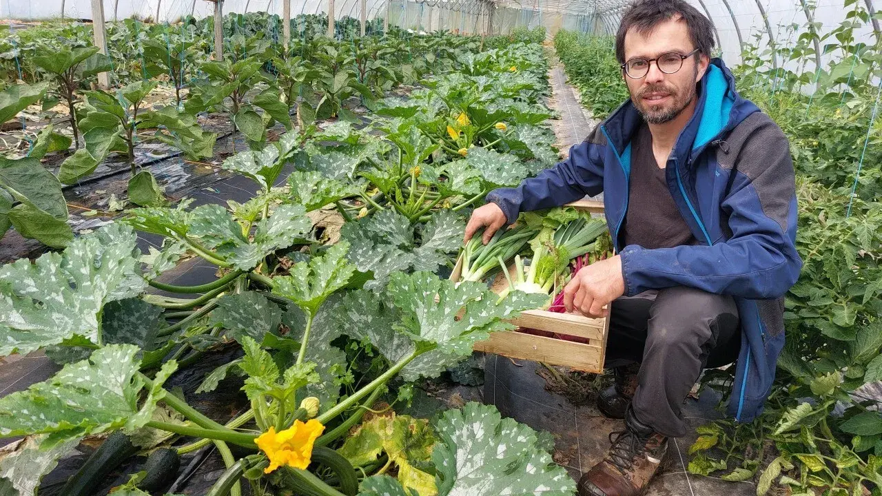 Un homme récolte des légumes dans une serre. Il montre comment organiser son potager avec des courgettes, des poireaux et des radis.