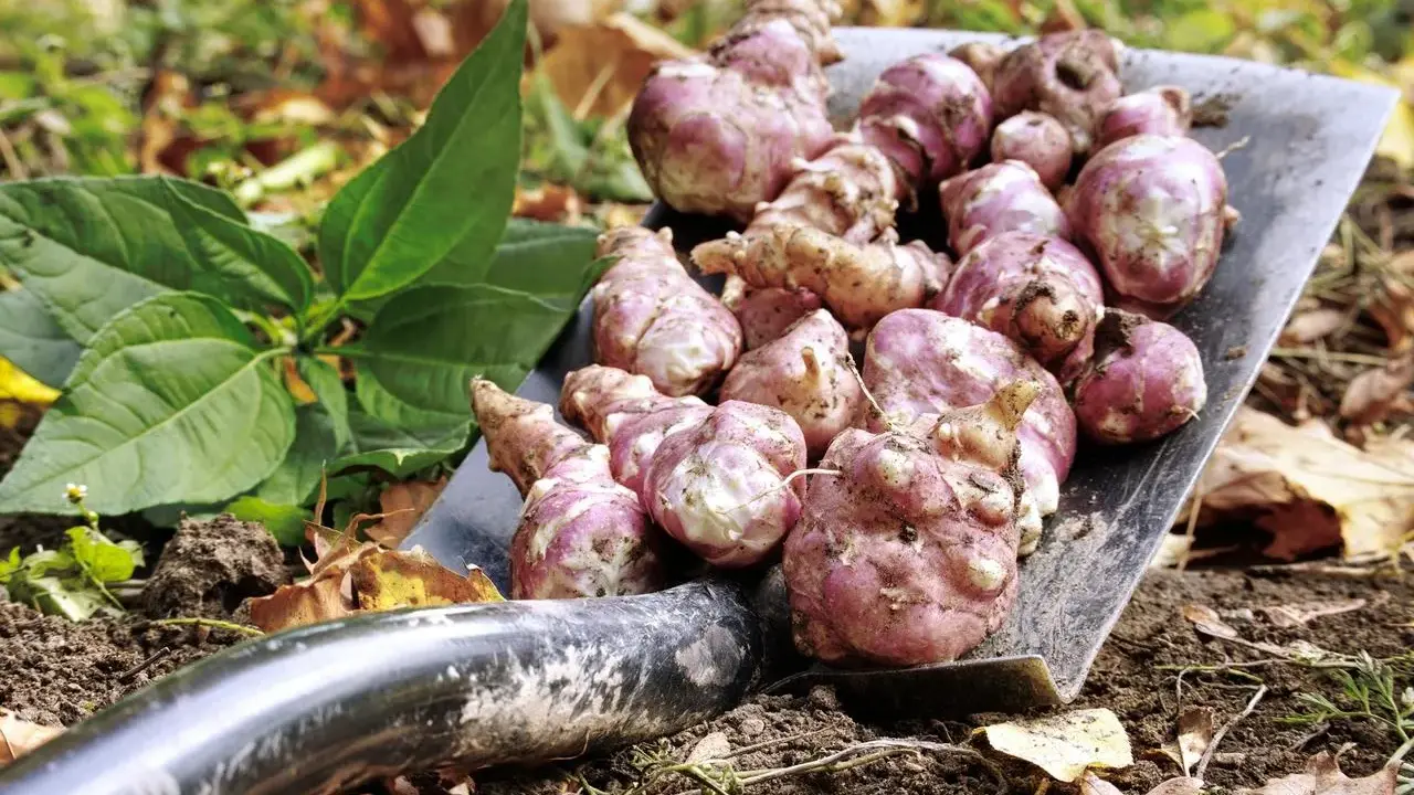 Une pelle remplie de légumes anciens tubercules, des topinambours fraîchement récoltés, prêts à être cuisinés.