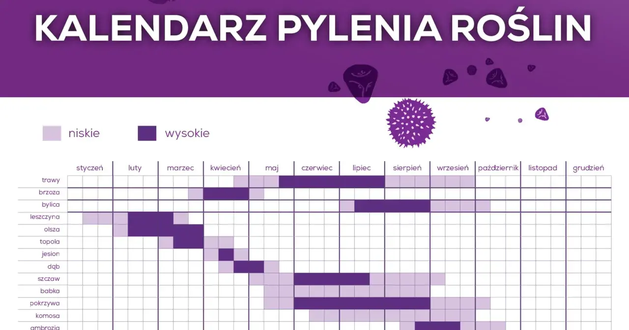 Kalendarz pylenia roślin: brzoza pyli od marca do maja, olcha i leszczyna wcześniej.