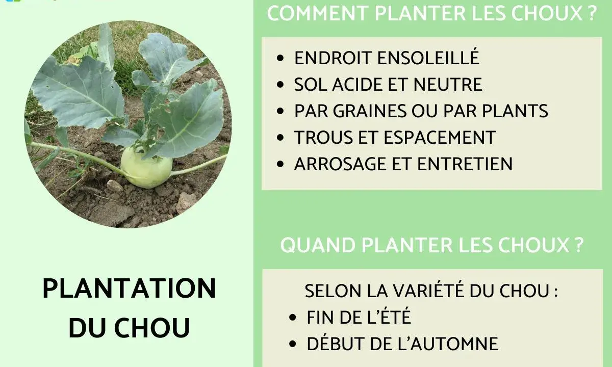 Un jeune plant de chou-rave pousse en terre. Le texte explique comment et quand planter des choux pour une récolte réussie.