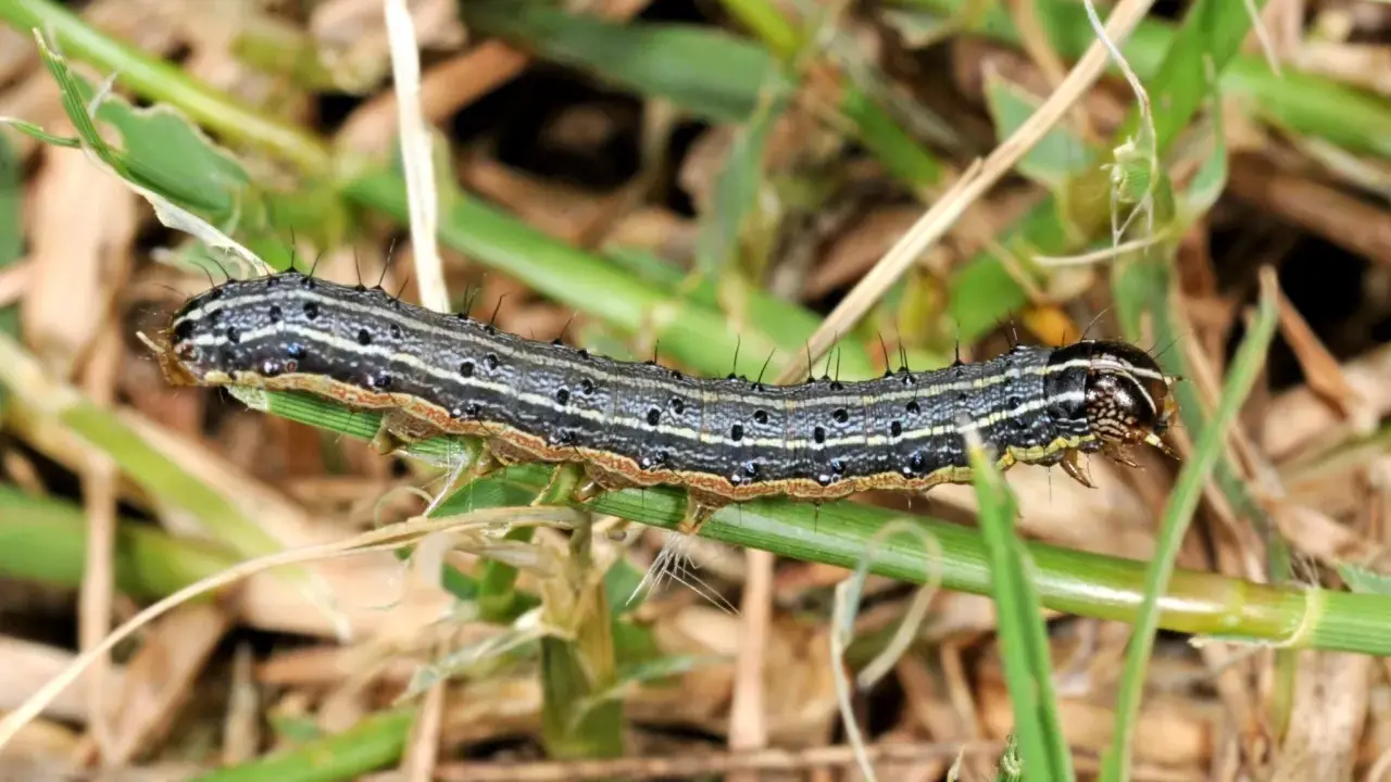 A striped armyworm caterpillar crawls on grass. These hungry larvae are what army worms turn into before becoming moths.