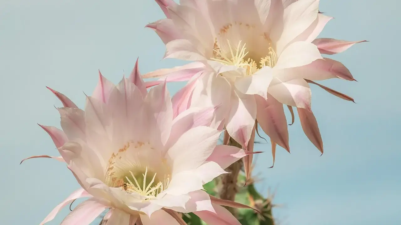 Två stora, ljusrosa blommande kaktusar mot en ljusblå himmel. En liten bi syns i en av blommorna.