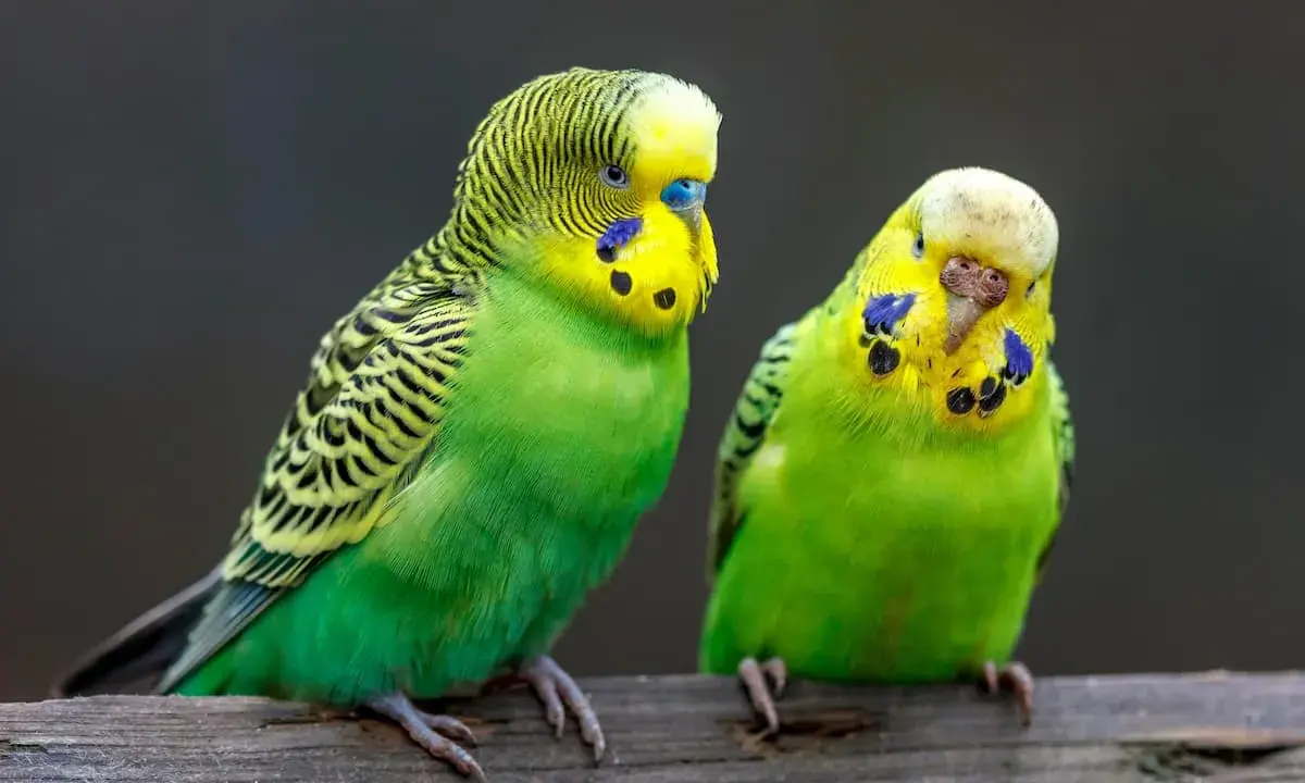Due parrocchetti verdi e gialli, con macchie blu sulle guance, seduti su un ramo. Sembrano piccoli come un dente di leone.
