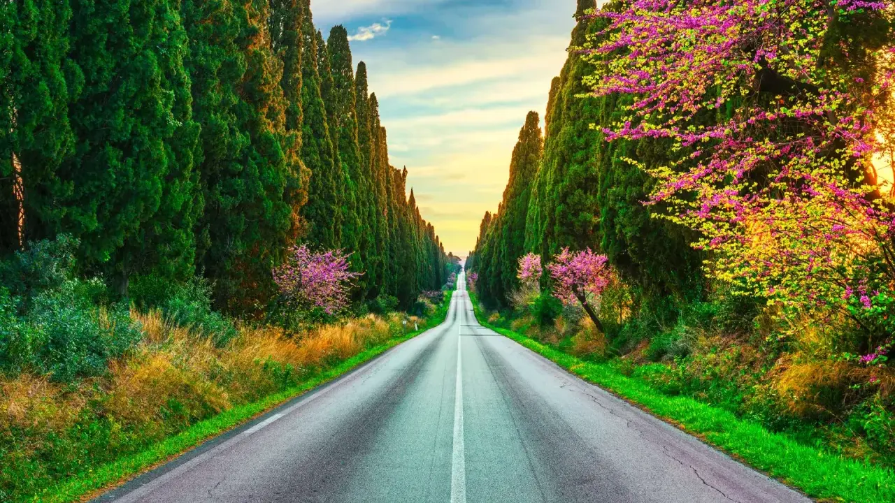 Viale dei Cipressi, un'icona di Bolgheri cosa vedere. La strada si perde tra alberi secolari e fioriture primaverili, un invito al viaggio.