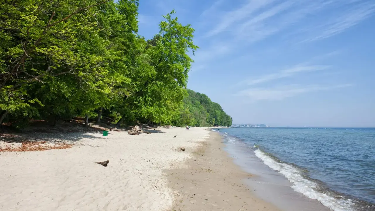 Plaża w Gdańsku z zielonym lasem po lewej i spokojnym morzem po prawej. W oddali widać zabudowania.