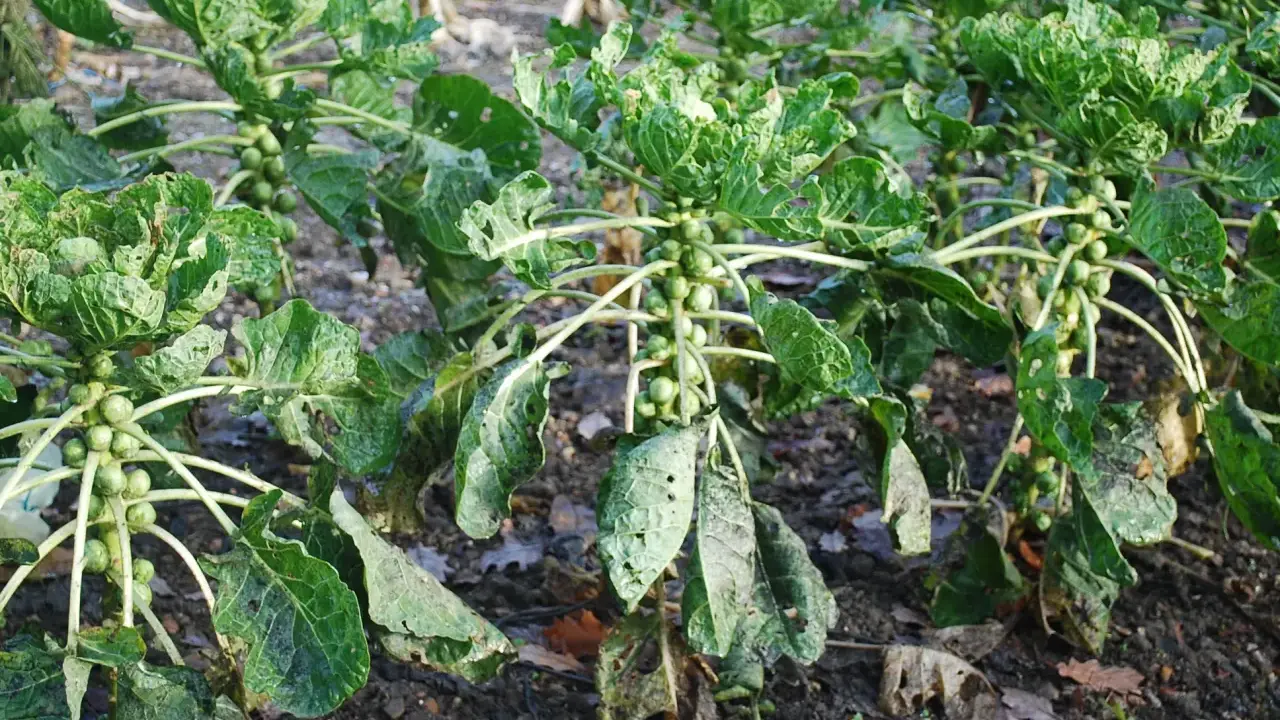 Des plants de chou de Bruxelles poussent dans un champ, leurs petites boules vertes se développant le long des tiges.