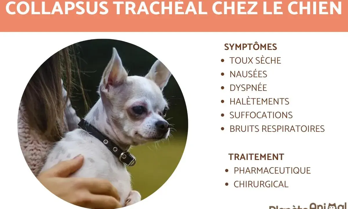 Chien souffrant de collapsus trachéal, avec symptômes et traitements listés. L'espérance de vie dépend de la prise en charge.