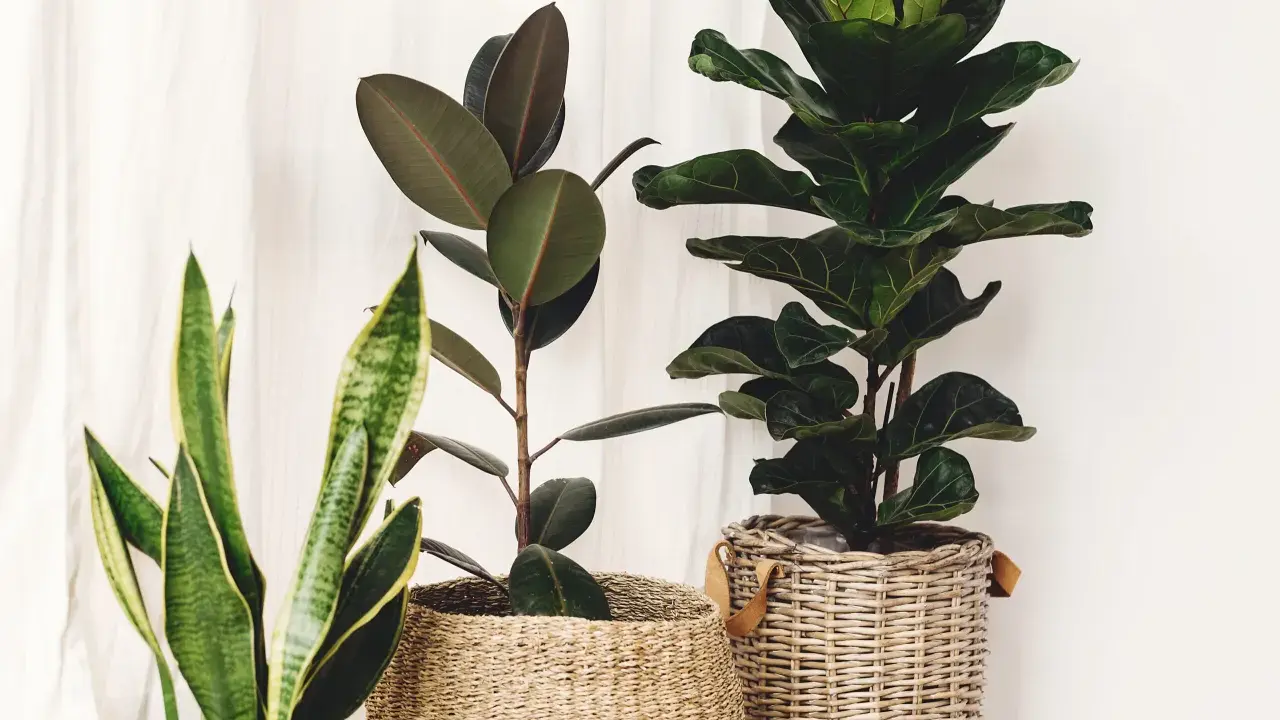Trzy piękne kwiaty doniczkowe do domu: Fikus, Monstera i Sansewieria w wiklinowych osłonkach.