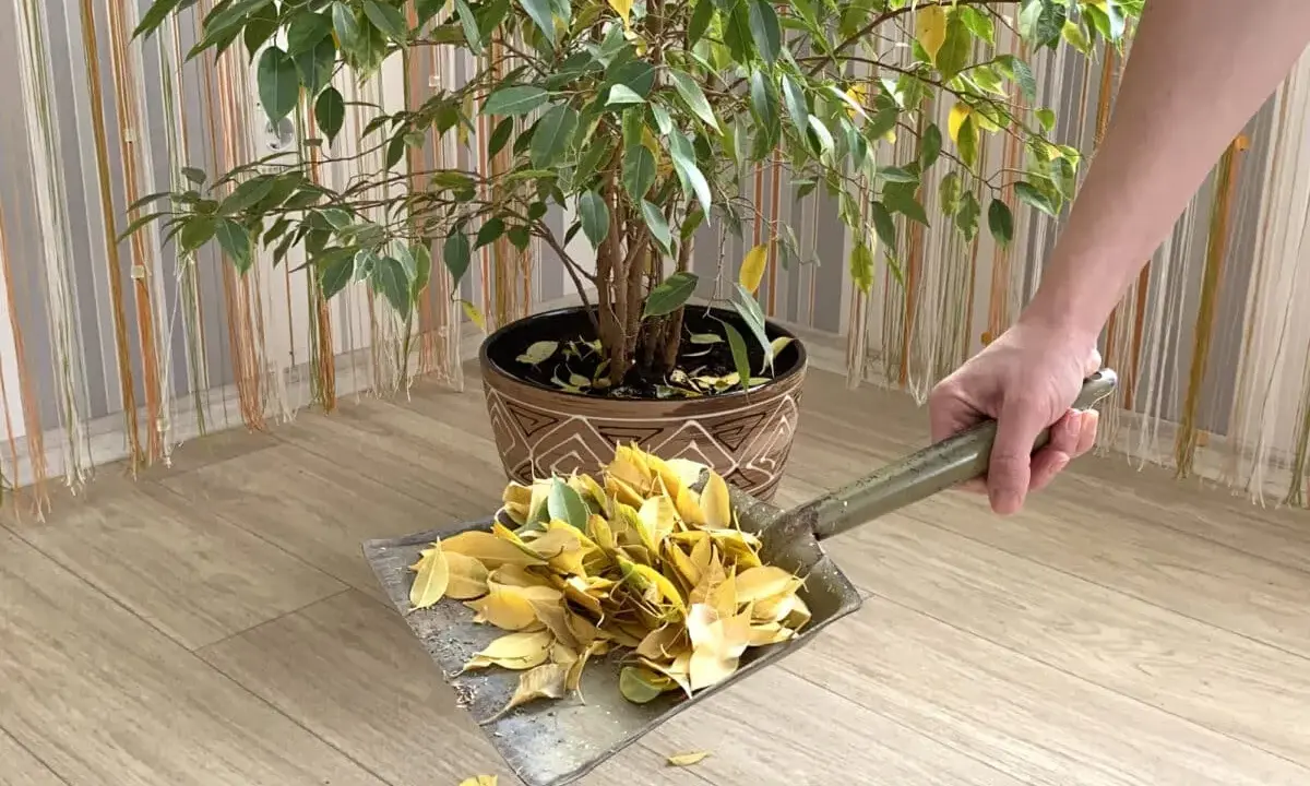 Un ficus perd ses feuilles, une pelle ramasse les feuilles tombées sur le sol en bois.