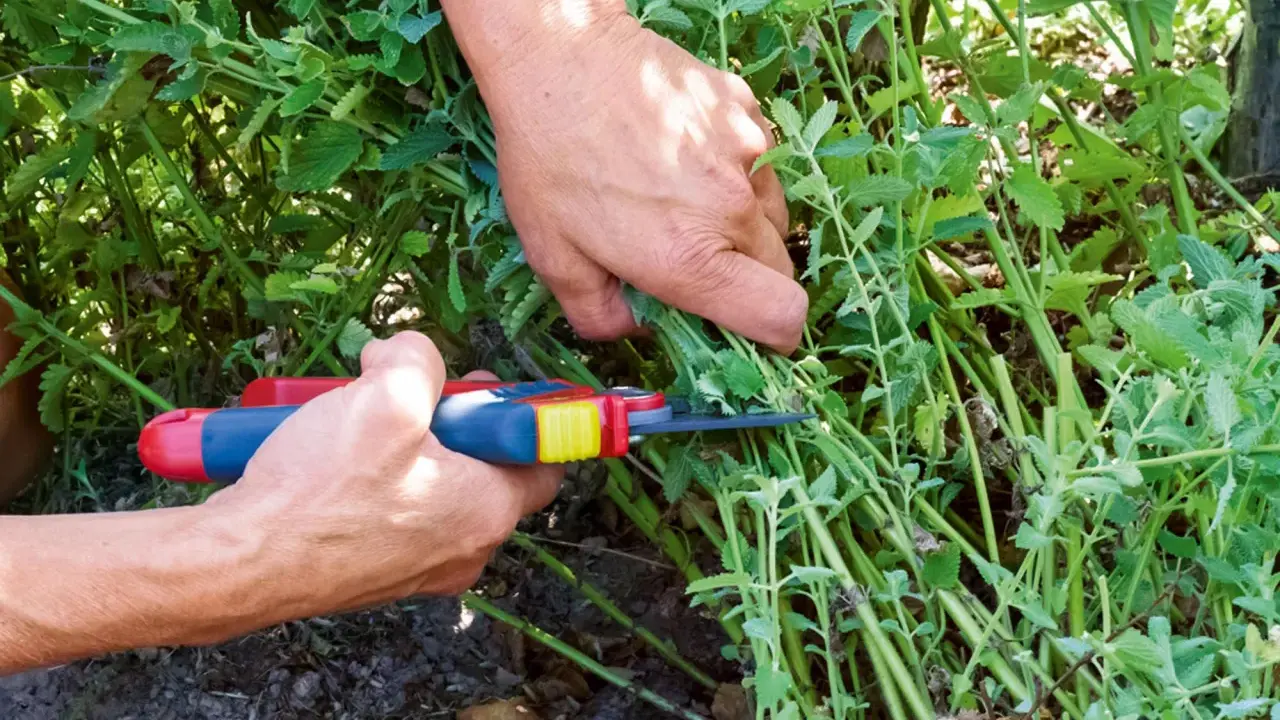 Hände schneiden mit einer Gartenschere einen Strauch Katzenminze. Die grünen Blätter und Stängel sind dicht und üppig.