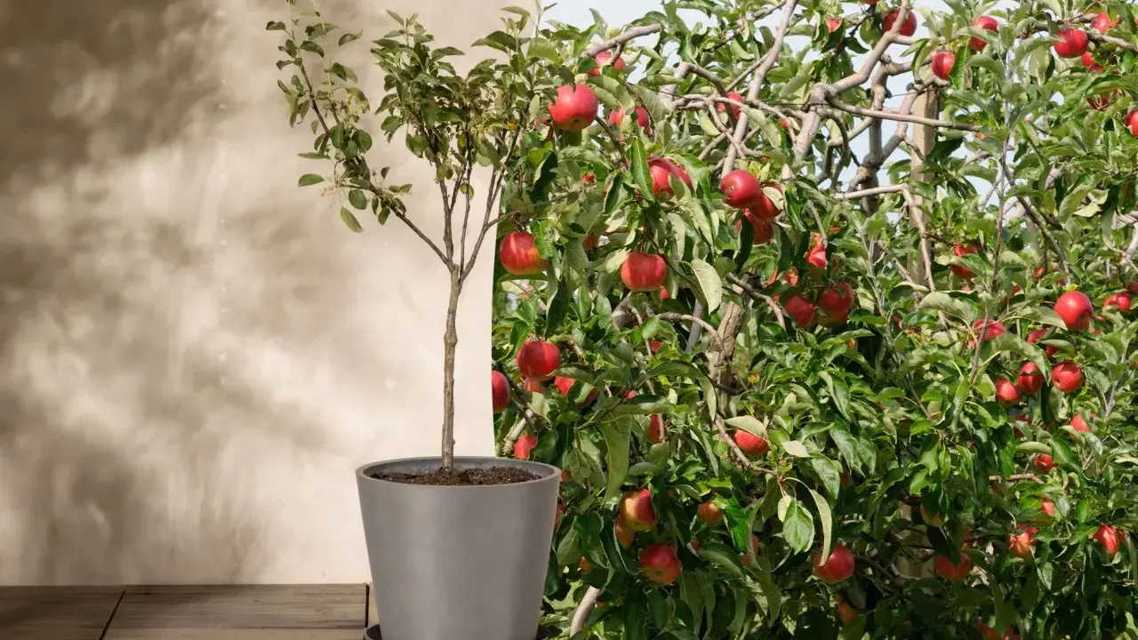 Ein junger Apfelbaum im Topf neben einem reifen, fruchttragenden Apfelbaum. So könnte es aussehen, wenn man einen Apfelbaum pflanzt und ihn wachsen sieht.