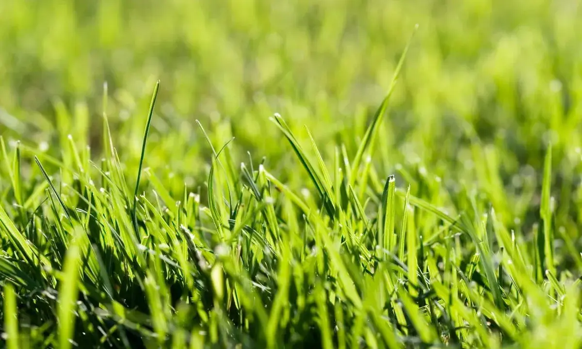 Close-up of vibrant green grass. A common question is: does borax kill grass? This image shows healthy blades, not the brown, dead patches borax can cause.