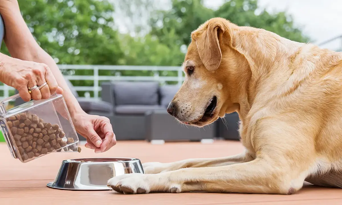 Un chien attend patiemment sa gamelle remplie de croquettes, signe d'un bon régime alimentaire.