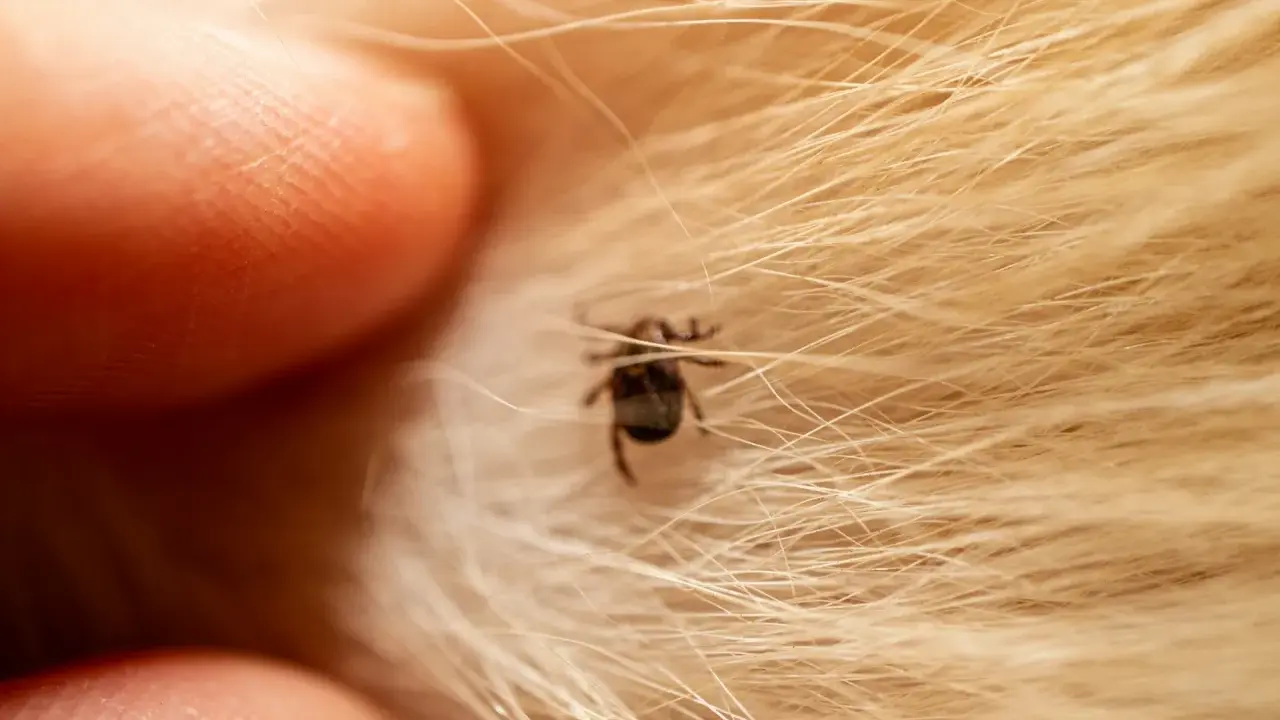 Gros plan d'un doigt prêt à enlever un tique sans pince, niché dans la fourrure dorée d'un animal.