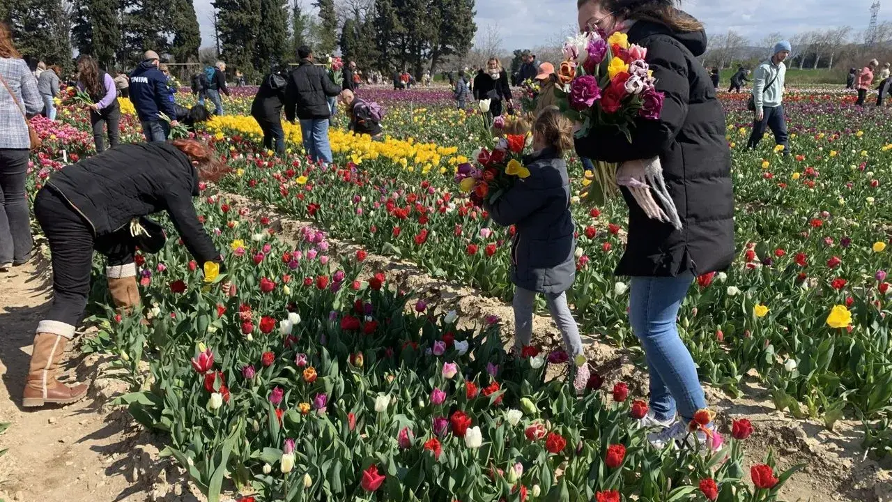 Des gens cueillent des jonquilles et des tulipes colorées dans un champ ensoleillé.