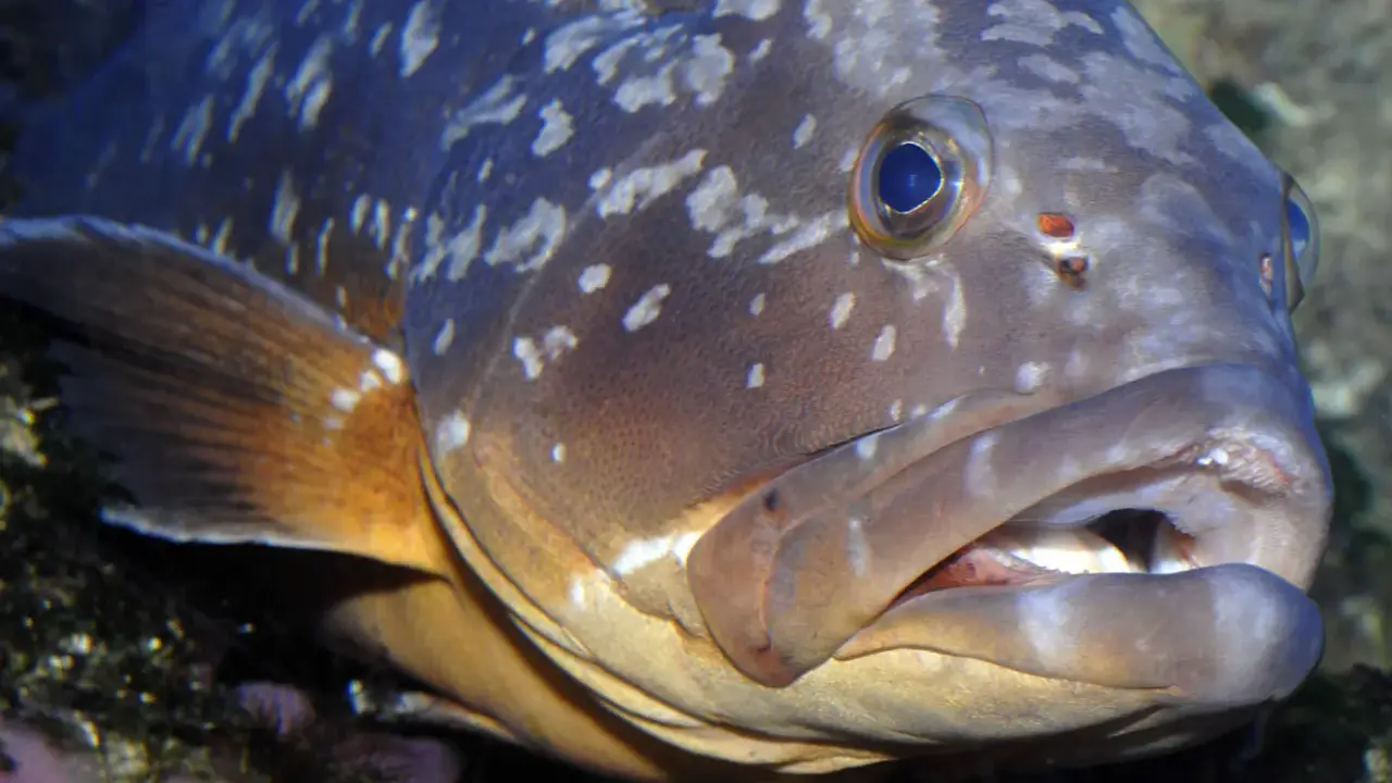 Primo piano di una cernia con macchie chiare sul corpo e pinna arancione.