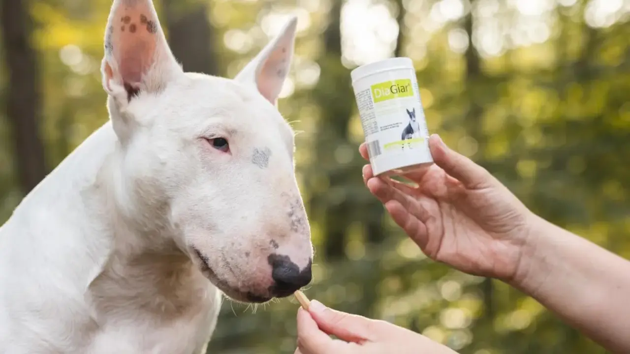 Biały bull terrier dostaje smakołyk, który może pomóc w walce z giardią u psa objawy.