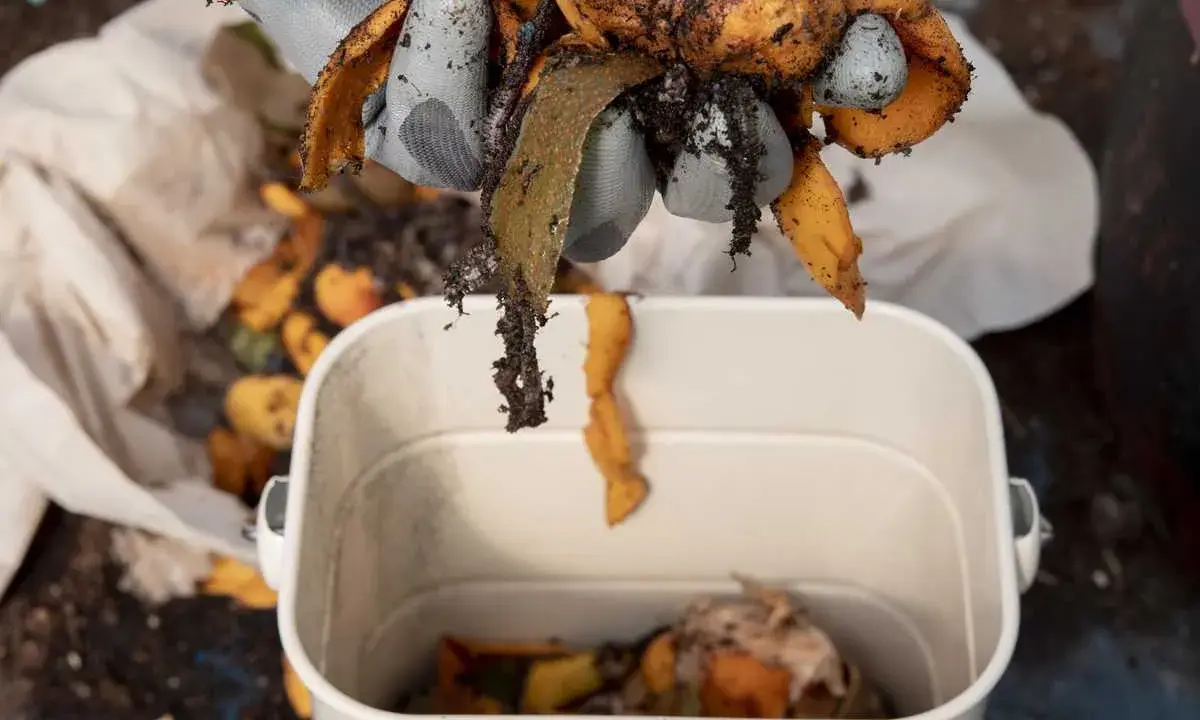 Des restes de légumes, dont des épluchures de carottes, sont ajoutés à un composteur. Ce processus prépare le futur jus de bokashi.