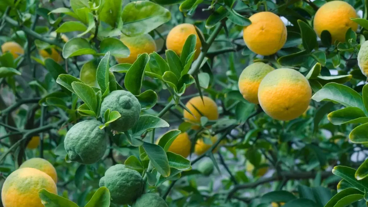 Frutti verdi e gialli pendono dai rami spinosi, come l'arancio amaro trama il suo ciclo vitale.