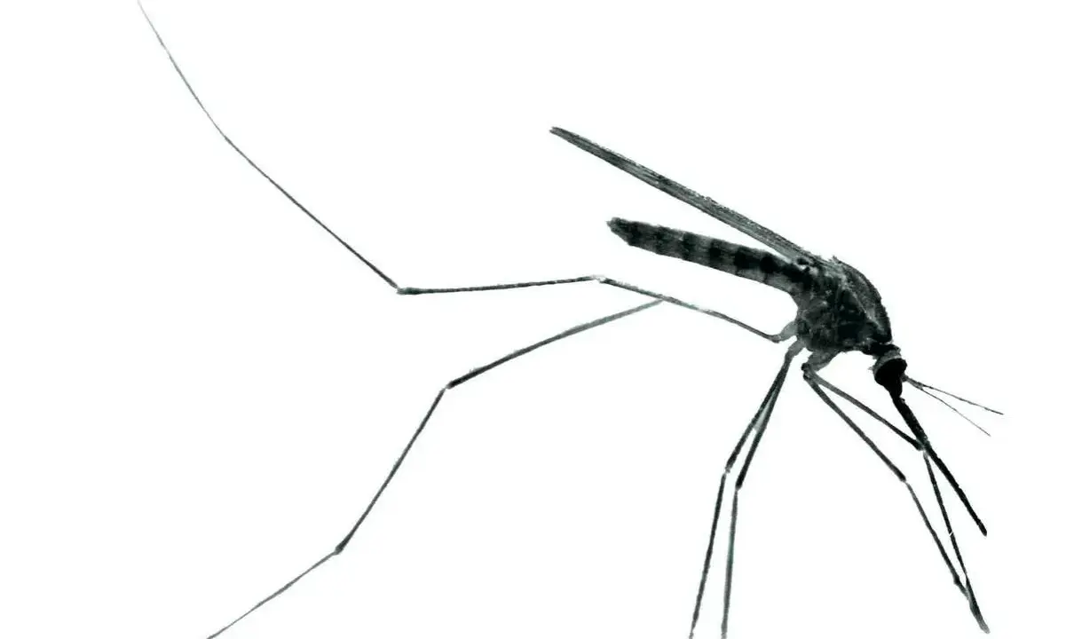 En mygga, bärare av malaria sjukdom, med långa ben och vingar mot vit bakgrund.