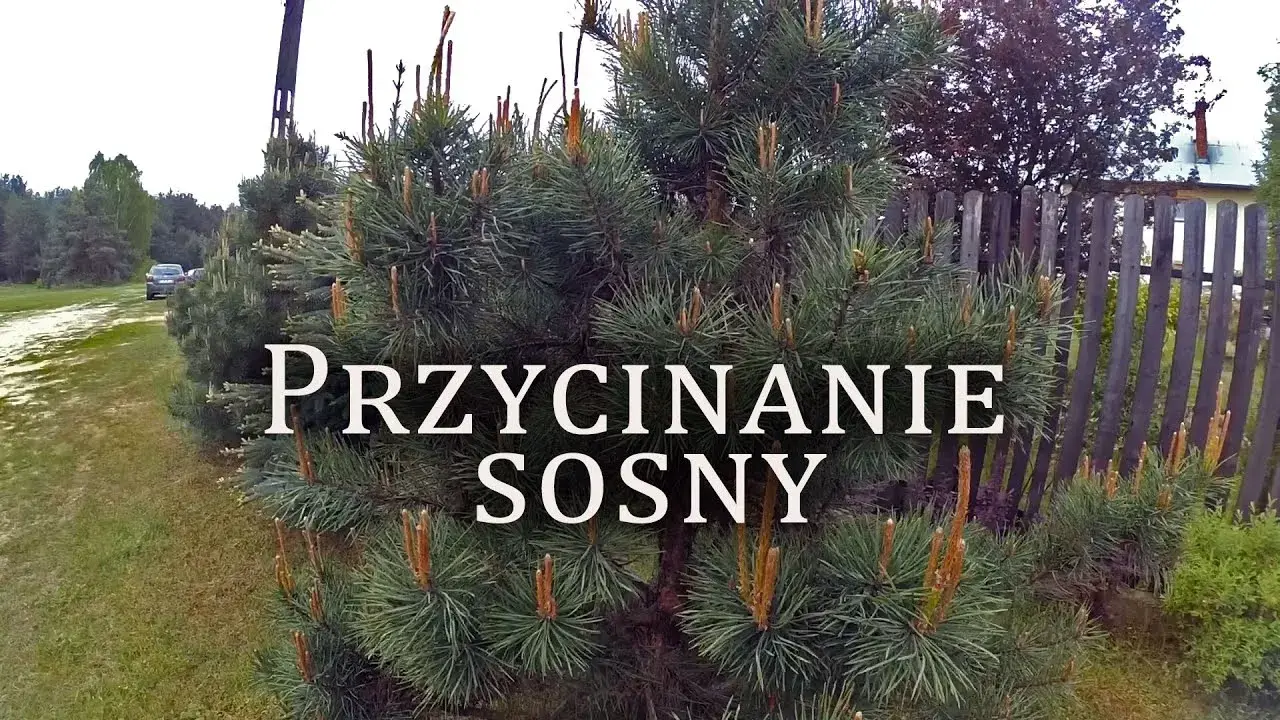 Jak przycinać sosnę dla gęstej korony? Uniknij 4 błędów!