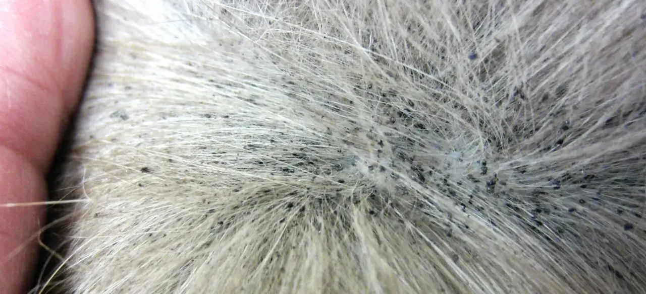Gros plan sur la fourrure d'un animal, révélant de nombreux petits points noirs, des œufs de puce, dispersés parmi les poils clairs.