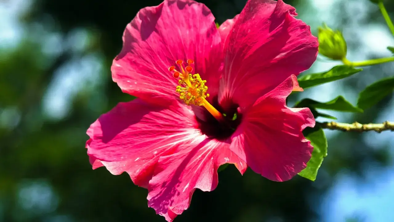 Hibiskus ogrodowy na herbatę? Poznaj prawdę o bezpieczeństwie!
