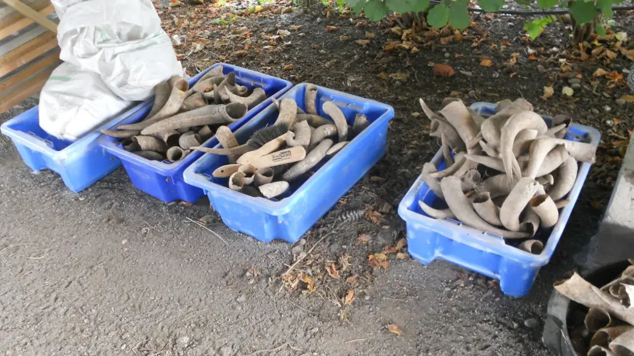 Błękitne skrzynki pełne rogów, które mogą posłużyć do produkcji mączki rogowej. Obok worek z materiałem.