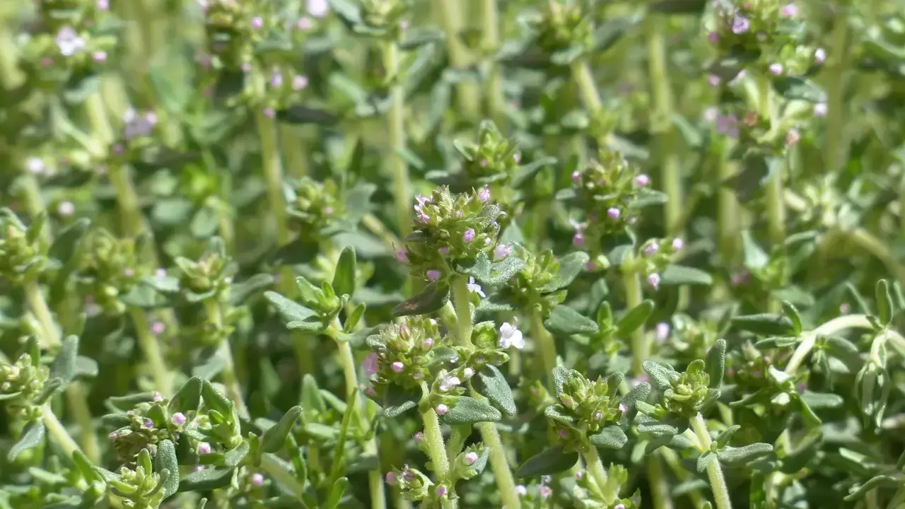 Gros plan sur des brins de thym aux petites fleurs roses. Le thym à thymol, bien que bénéfique, peut présenter un danger s'il est mal utilisé.