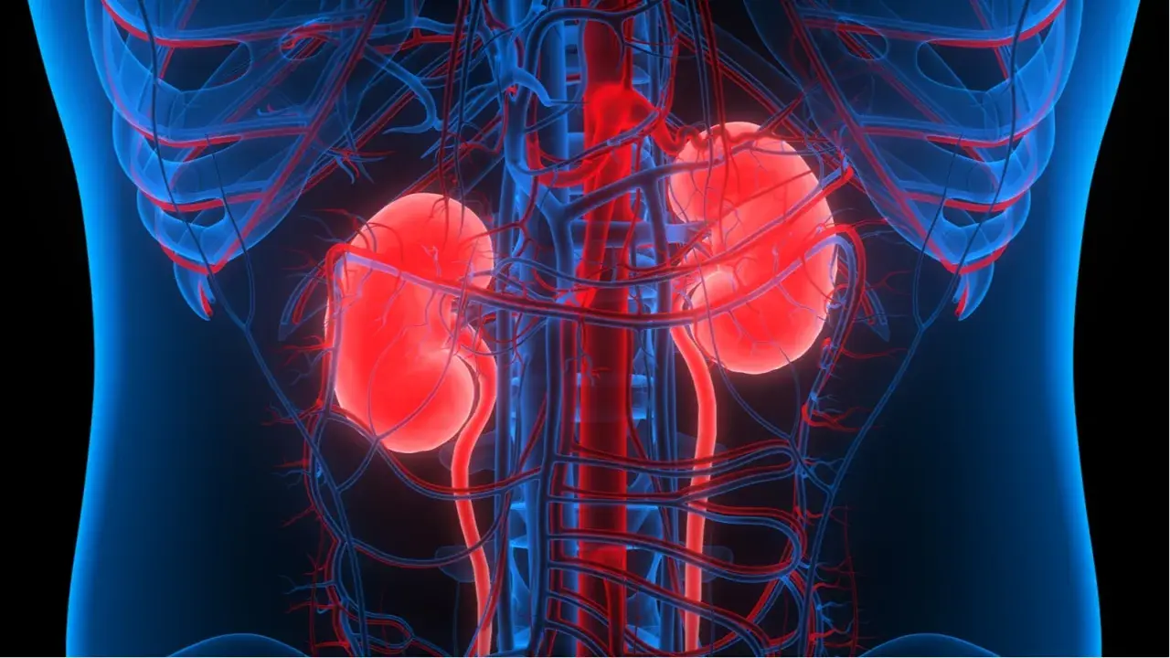 Anatomia nerek z naczyniami krwionośnymi. Zdjęcie ilustruje układ moczowy, który filtruje krew, usuwając toksyny mocznicowe.