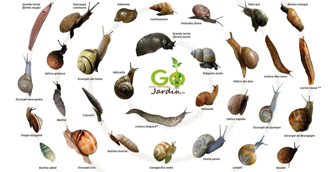 Voici pourquoi j'ai plein d'escargots dans mon jardin : une collection d'espèces variées, du petit gris à la grande loche, illustre la biodiversité de mon espace vert.